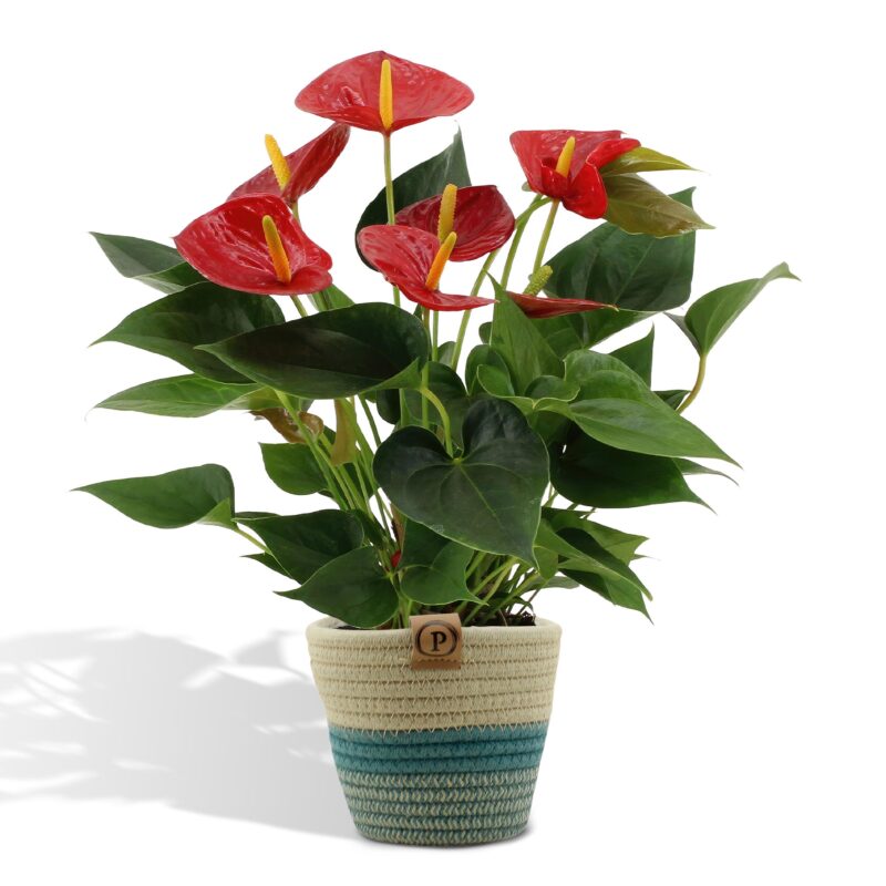 Anthurium andreanum Diamond Red in mand - ↕45cm - Ø12