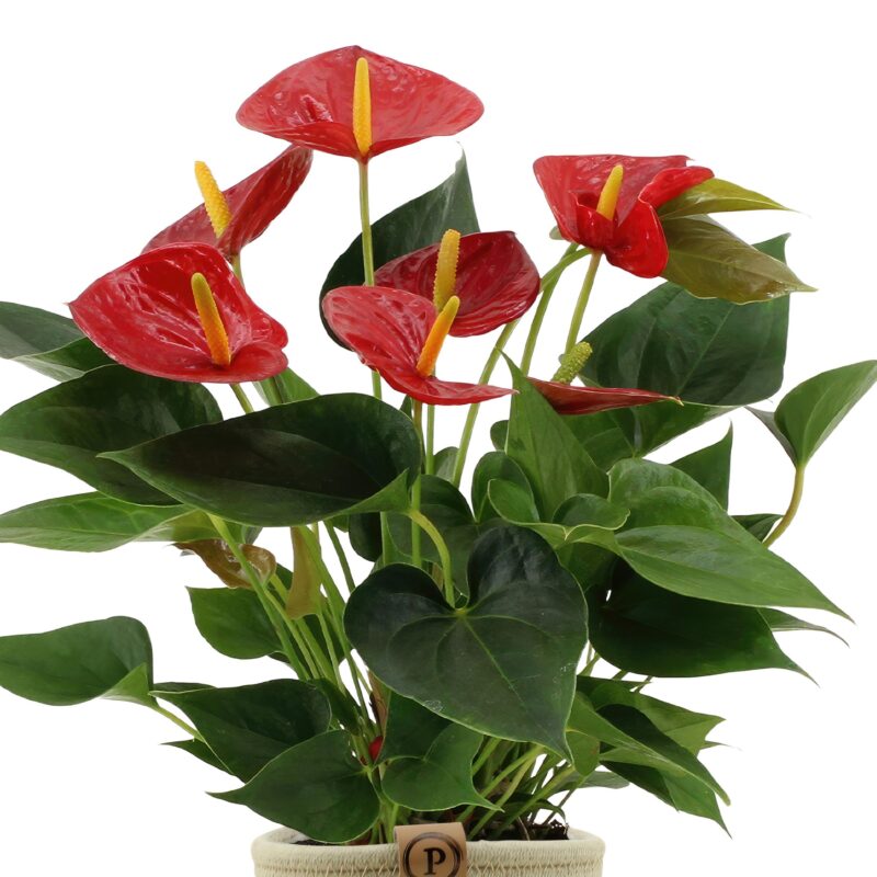 Anthurium andreanum Diamond Red in mand - ↕45cm - Ø12