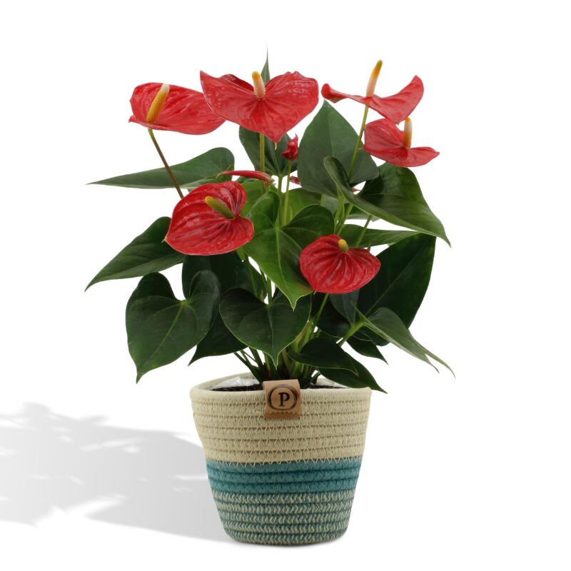 Anthurium andreanum Esudo in mand - ↕45cm - Ø12