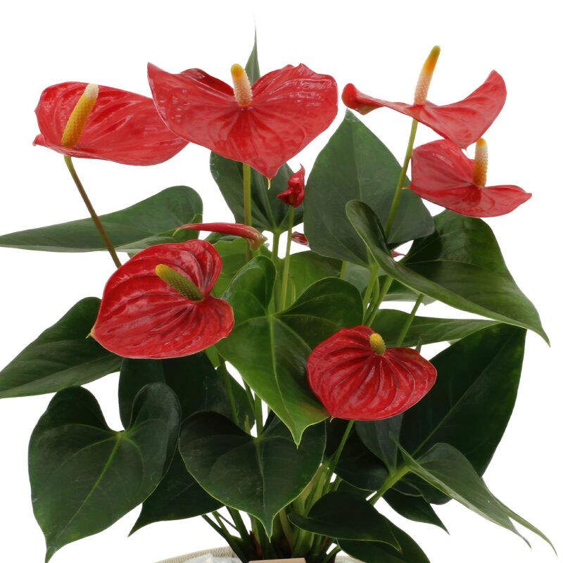 Anthurium andreanum Esudo in mand - ↕45cm - Ø12