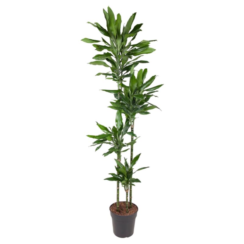 Drakenbloedboom (Dracaena Janet Lind) - ↕180 cm - ø27