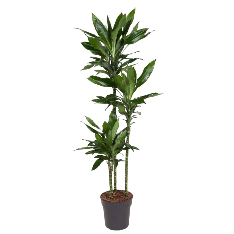 Drakenbloedboom (Dracaena Janet Lind) - ↕160 cm - ø24