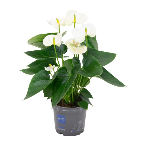 Anthurium White - Ø12cm - ↕43cm