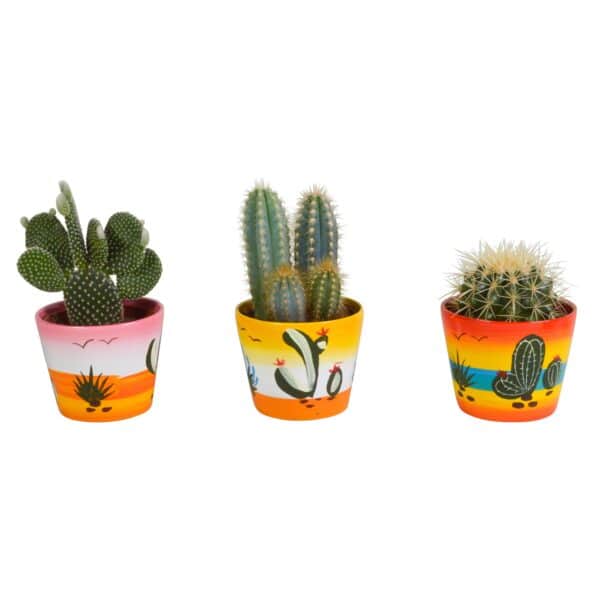 Drie Cactus plantjes in Mexicaanse sierpotjes Ø10.5cm – ↕23cm