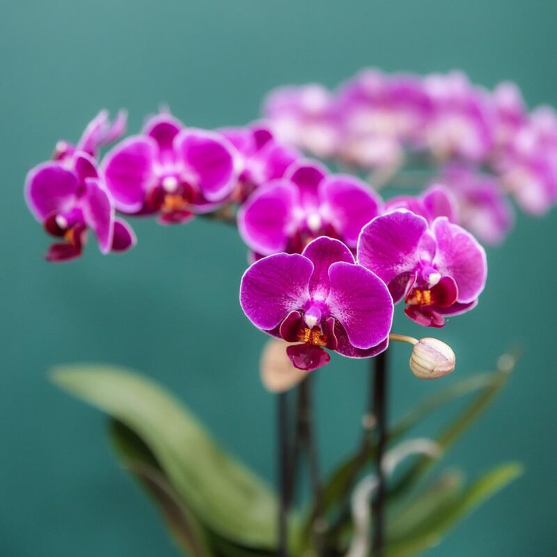 4 stuks Paarse Orchidee (Phalaenopsis) - Ø9cm