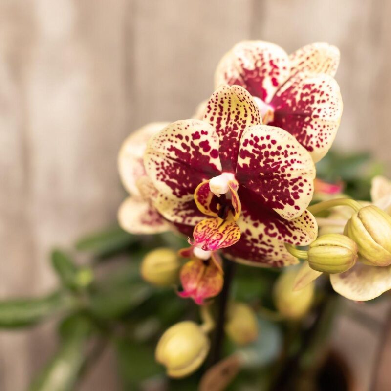 4 stuks Gele Orchidee (Phalaenopsis) - Ø9cm