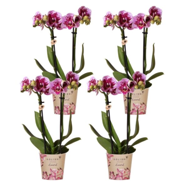 4 stuks Roze Orchidee (Phalaenopsis) - Ø9cm