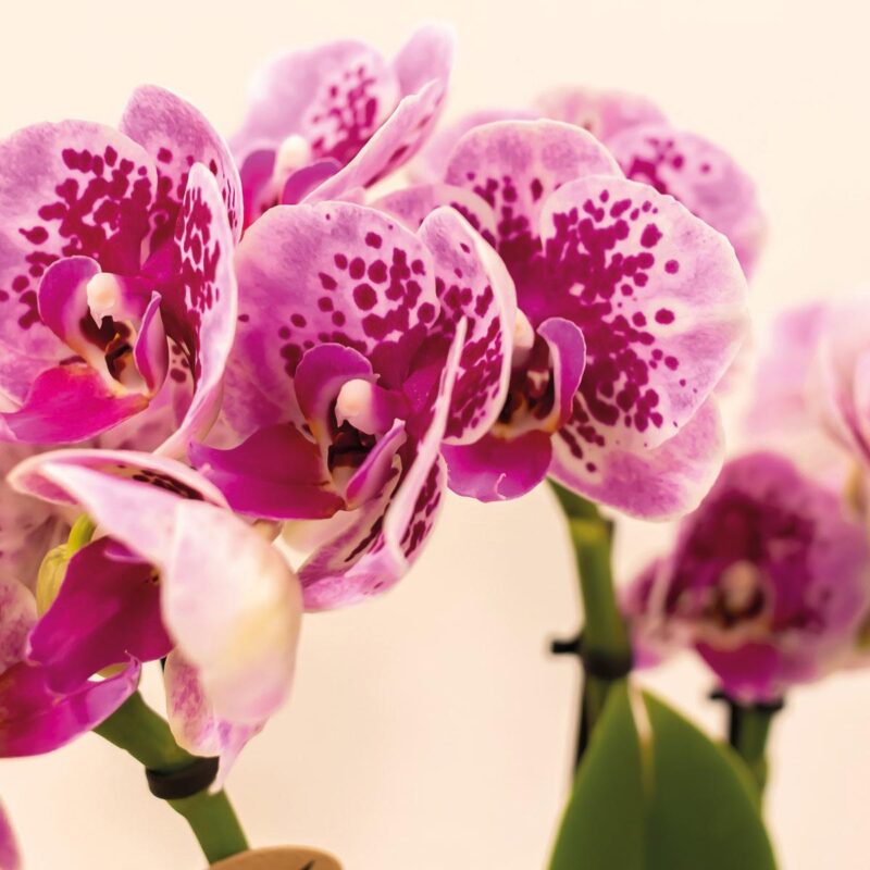 4 stuks Roze Orchidee (Phalaenopsis) - Ø9cm