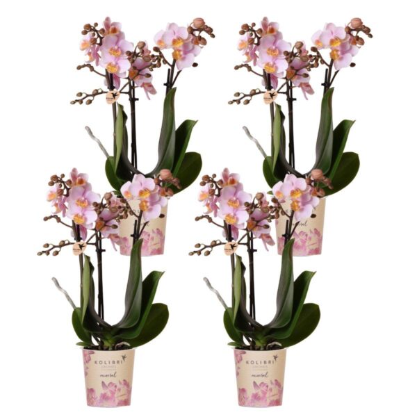 4 stuks Roze Orchidee (Phalaenopsis Andorra) - Ø9cm