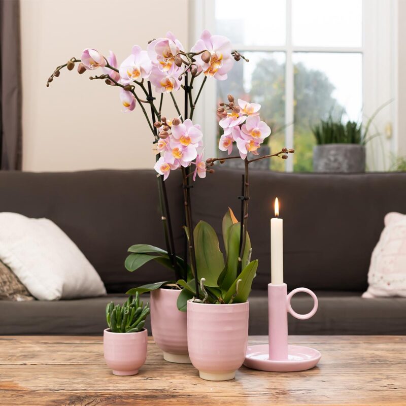 4 stuks Roze Orchidee (Phalaenopsis Andorra) - Ø9cm