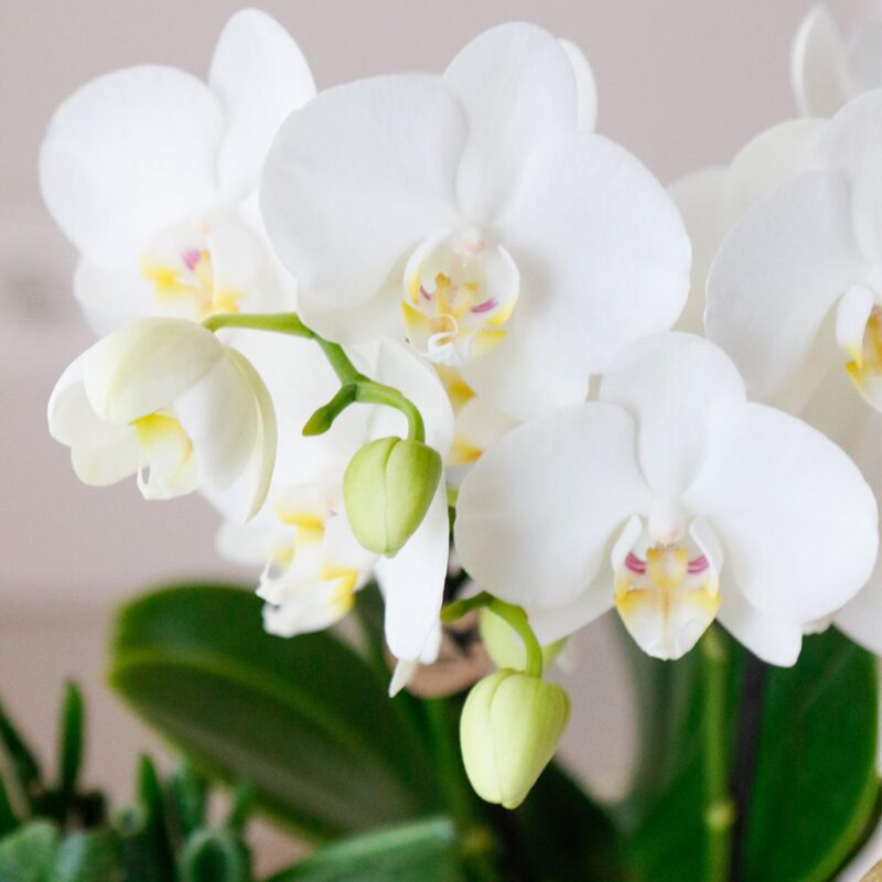 4 stuks Roze Orchidee (Phalaenopsis Amabilis) - Ø9cm