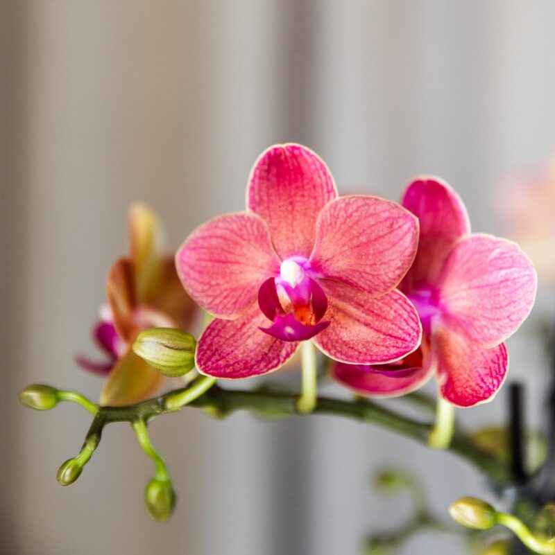 4 stuks Oranje Orchidee (Phalaenopsis Congo) - Ø9cm