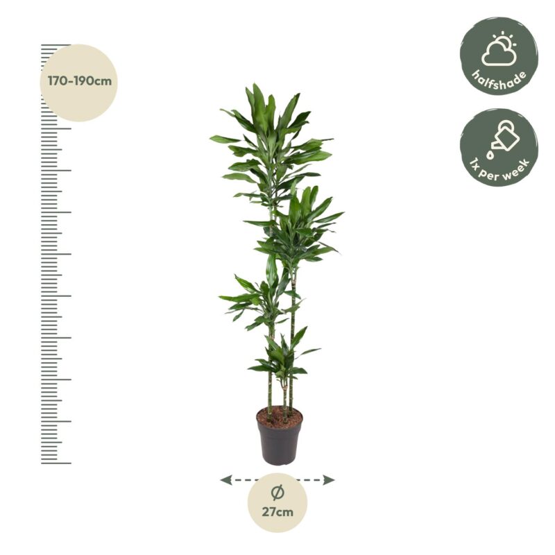 Drakenbloedboom (Dracaena Janet Lind) - ↕180 cm - ø27