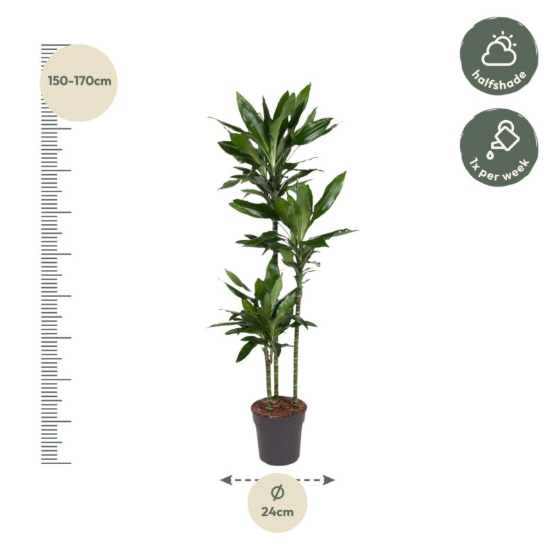 Drakenbloedboom (Dracaena Janet Lind) - ↕160 cm - ø24