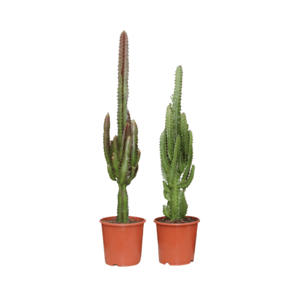 2x Euphorbia Cactus groen en rood Ø17cm - ↕75cm