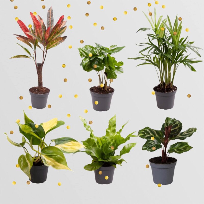 Planten Surprise Box Ø6cm ↕12cm - 6 Babyplantjes