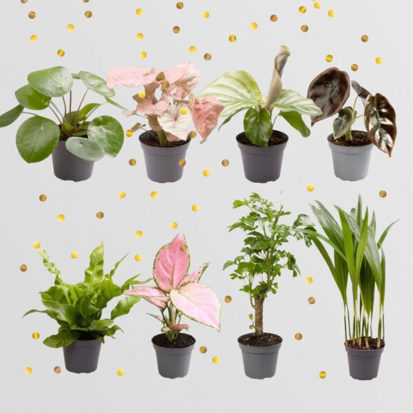 Planten Surprise Box Ø6cm ↕12cm - 8 Babyplantjes