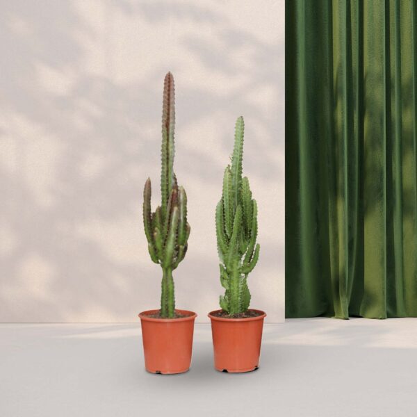 2x Euphorbia Cactus groen en rood Ø17cm - ↕75cm