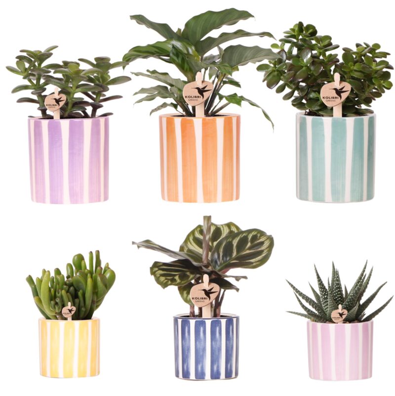 Mix van 6x groene planten in Painted Stripe sierpotten Ø9cm & Ø6cm