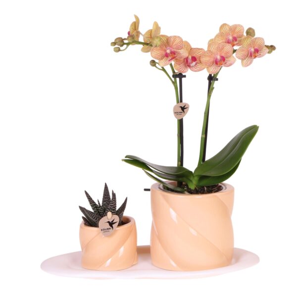 Cadeauset groene plant met oranje Phalaenopsis orchidee in Candy sierpotten op wit dienblad