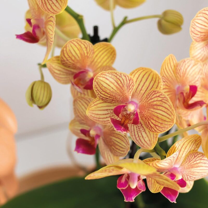 Cadeauset groene plant met oranje Phalaenopsis orchidee in Candy sierpotten op wit dienblad