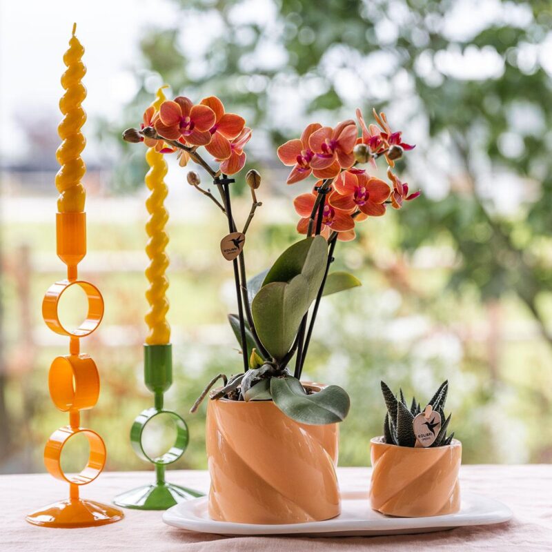 Cadeauset groene plant met oranje Phalaenopsis orchidee in Candy sierpotten op wit dienblad