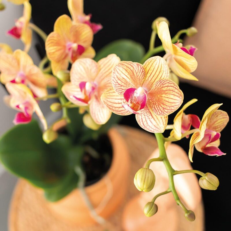 Cadeauset groene plant met oranje Phalaenopsis orchidee in Candy sierpotten op wit dienblad