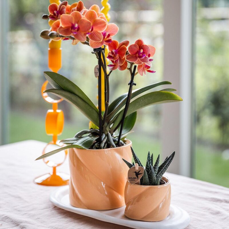 Cadeauset groene plant met oranje Phalaenopsis orchidee in Candy sierpotten op wit dienblad