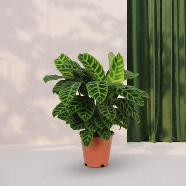 Calathea Zebrina - ↕80cm - Ø19cm