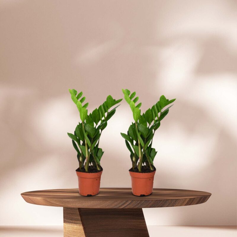 2 stuks ZZ Plant (Zamioculcas) ø12cm - ↕40cm