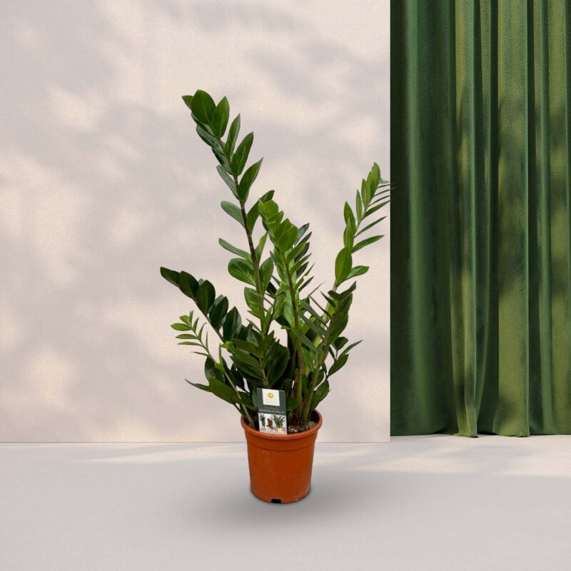 ZZ Plant (Zamioculcas) ↕75 cm - Ø17cm