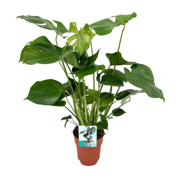 Gatenplant (Monstera Deliciosa) - Ø19cm ↕70cm