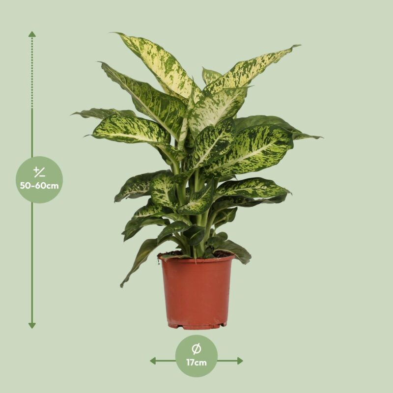 Dieffenbachia Mars  - Ø17cm ↕50cm