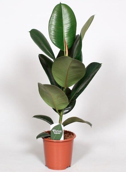 Rubberboom (Ficus Elastica 'Robusta') - Ø17cm ↕65cm