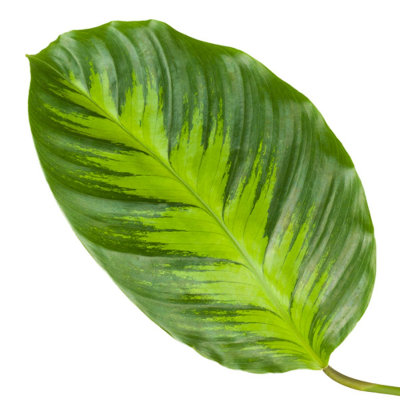 Pauwenplant (Calathea Misto) - ↕40cm - Ø12cm