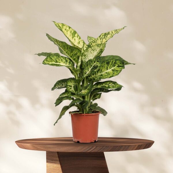 Dieffenbachia Mars  - Ø17cm ↕50cm