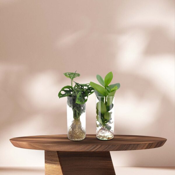 Monstera en Clusia in Cilinderglas - Ø12cm - ↕25-40cm