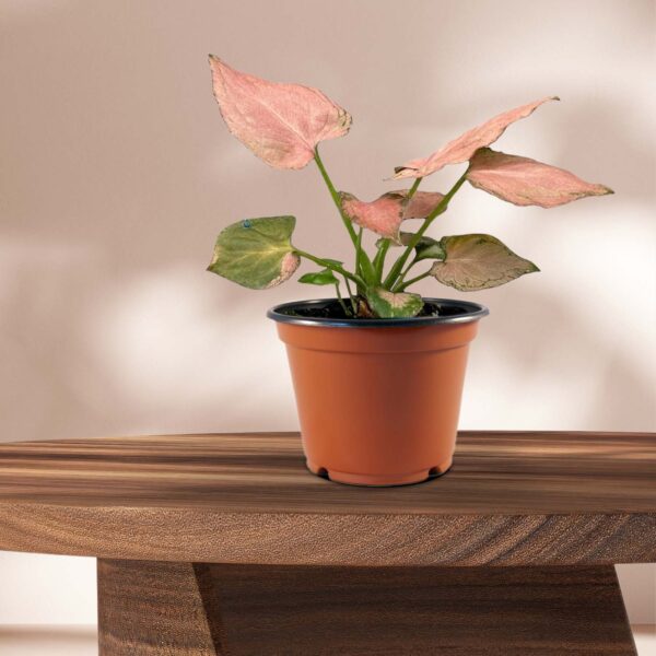 Syngonium Pink Perfection - Ø10,5cm - ↕15cm