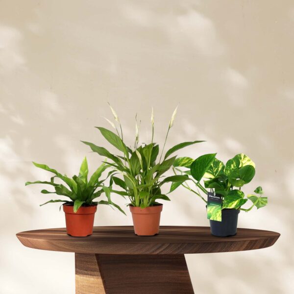 Zuiver Groen kamerplanten pakket - 3 stuks - Ø12cm - ↕20/45cm