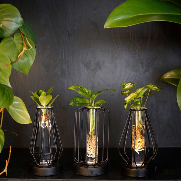 3x Hydroponie plantjes in Turijn Glas met verlichting Ø7cm - ↕20cm incl. batterijen